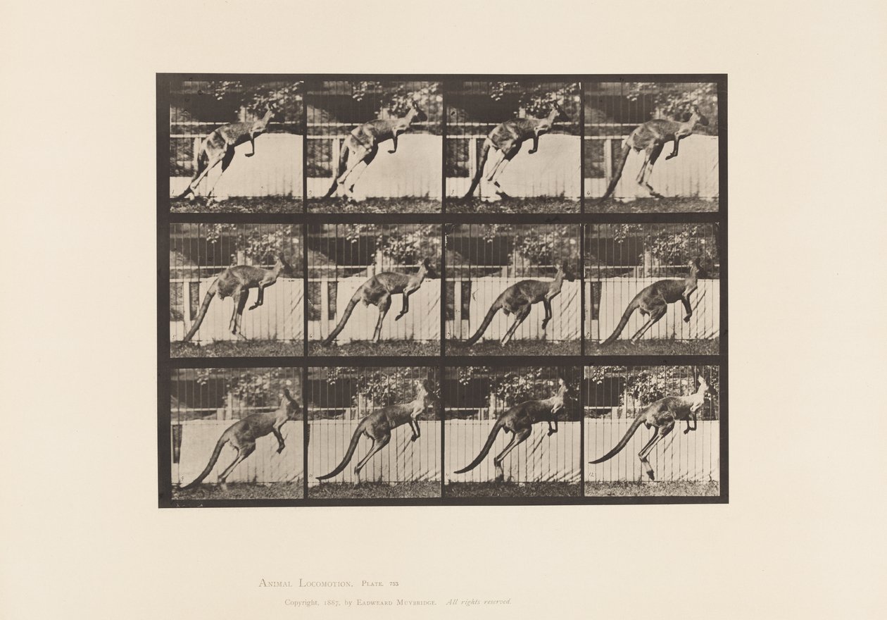 Tafel 753. Känguru; Springen von Eadweard Muybridge