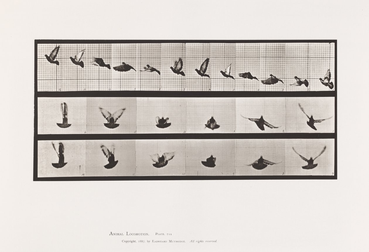 Tafel 755. Taube; Fliegend von Eadweard Muybridge
