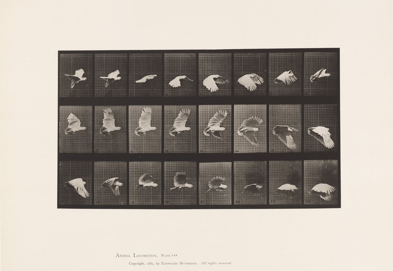 Tafel 758. Kakadu; Fliegend von Eadweard Muybridge