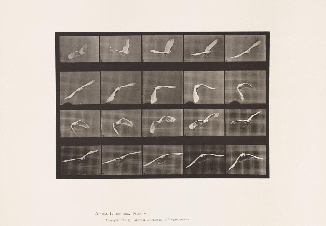 Tafel 760. Kakadu; Fliegend von Eadweard Muybridge