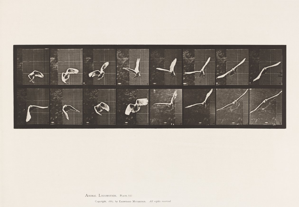Tafel 761. Kakadu; Fliegend von Eadweard Muybridge