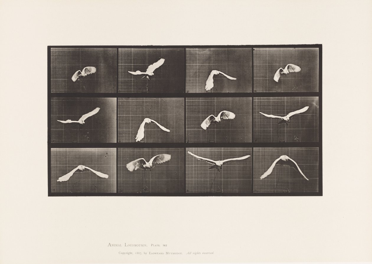 Tafel 762. Kakadu; Fliegend von Eadweard Muybridge