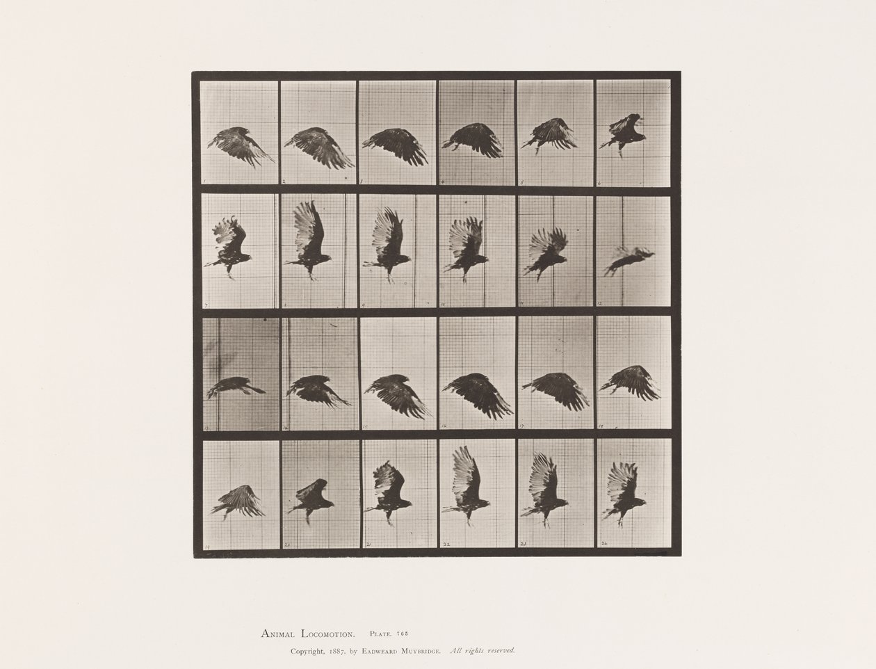 Tafel 765. Geier; Fliegend von Eadweard Muybridge