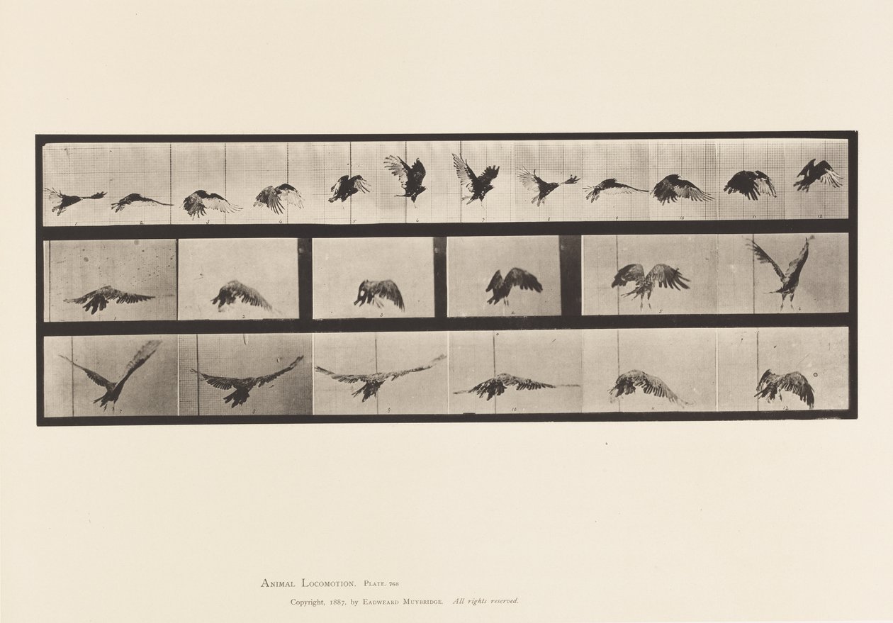 Tafel 768. Geier; Fliegend von Eadweard Muybridge