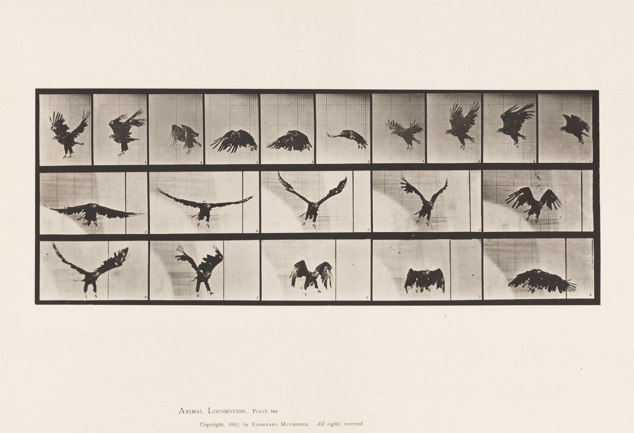 Tafel 769. Amerikanischer Adler; Fliegend von Eadweard Muybridge
