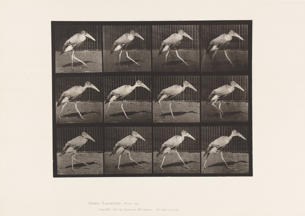 Tafel 774. Adjutant; Gehend von Eadweard Muybridge