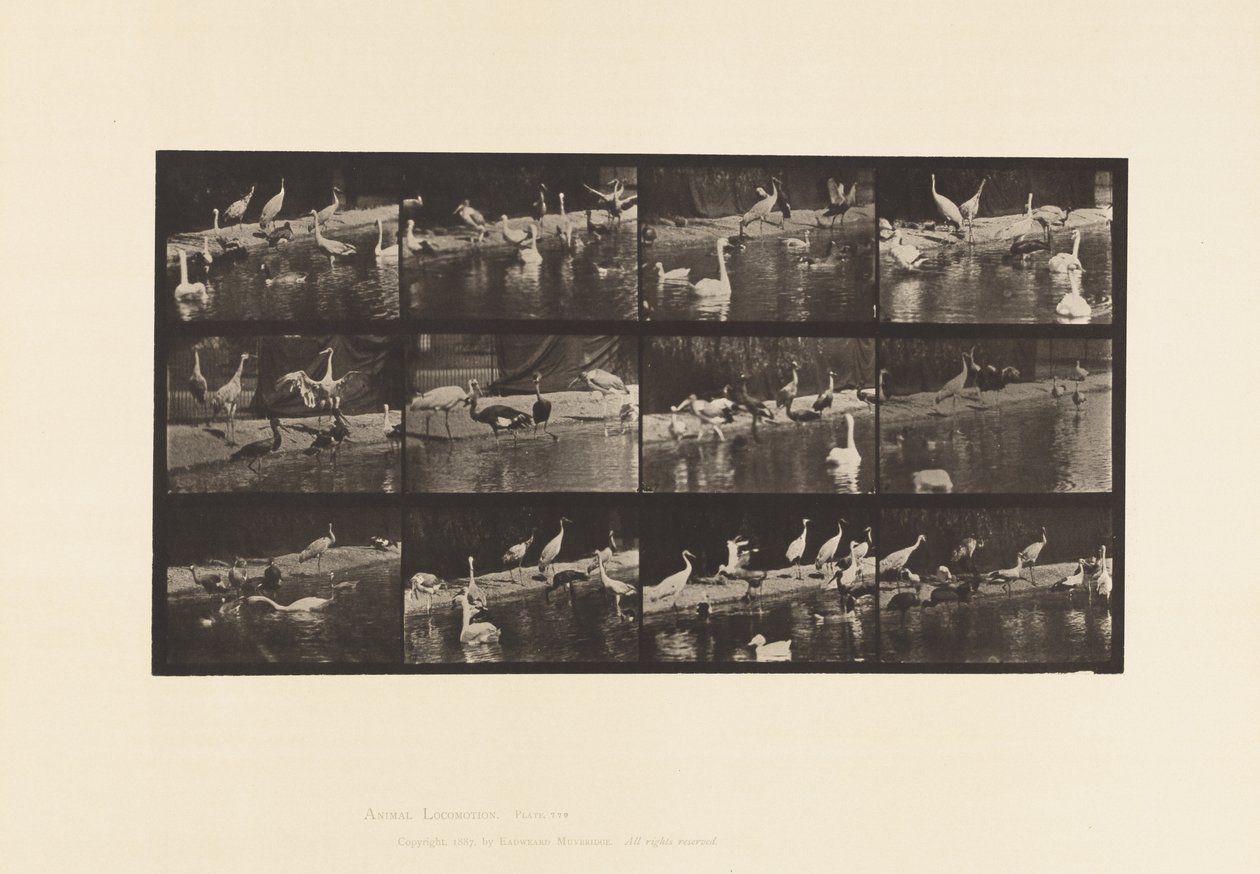 Tafel 779. Störche; Schwäne, usw. von Eadweard Muybridge