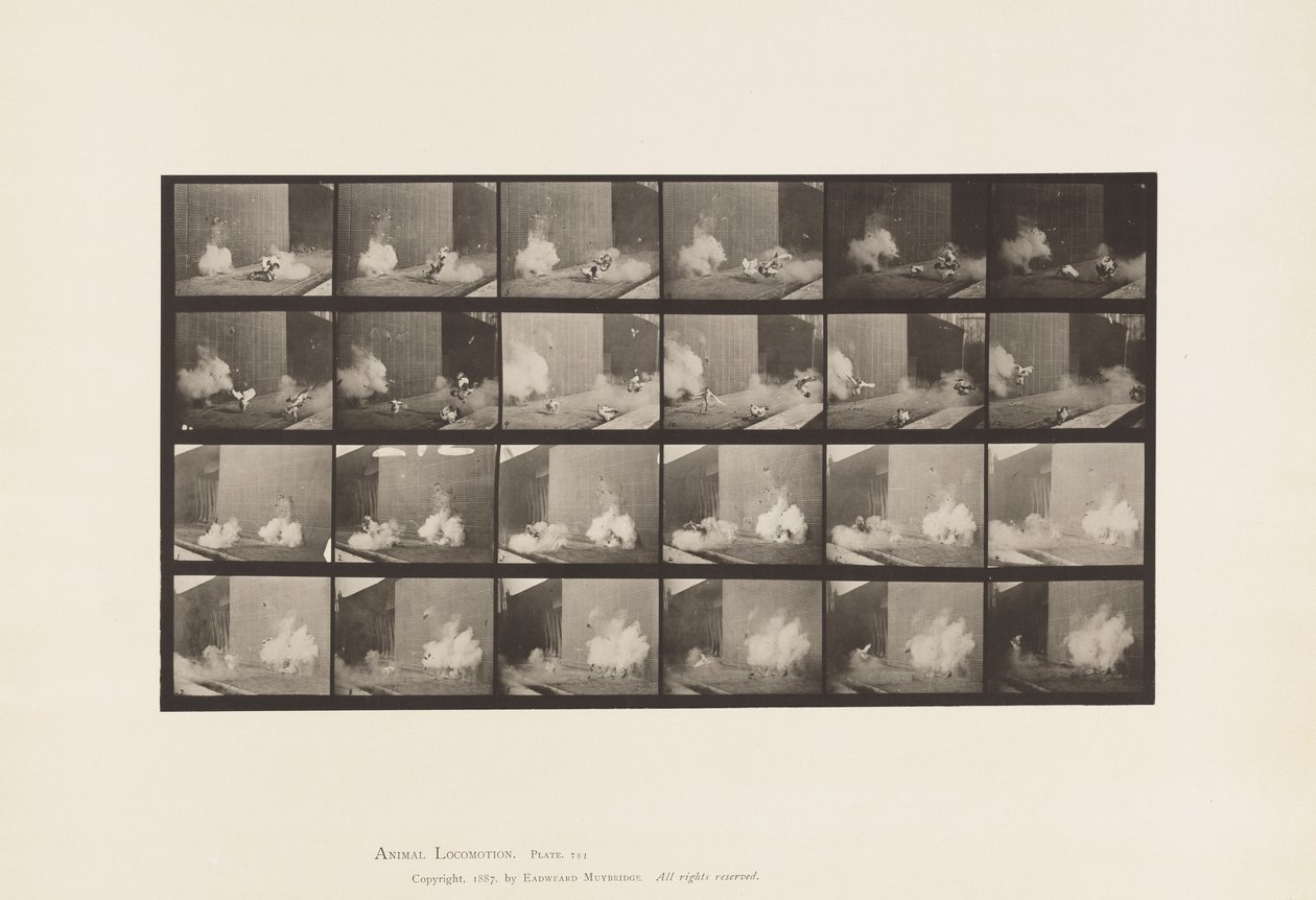 Tafel 781. Hühner; Erschreckt durch Torpedo von Eadweard Muybridge