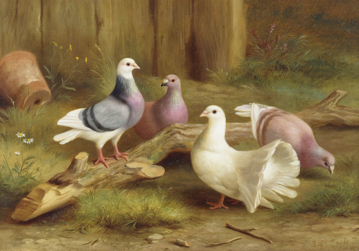 Tauben von Edgar Hunt