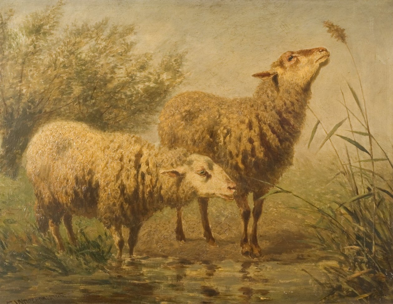 Studie von Schafen von Edouard Woutermaertens