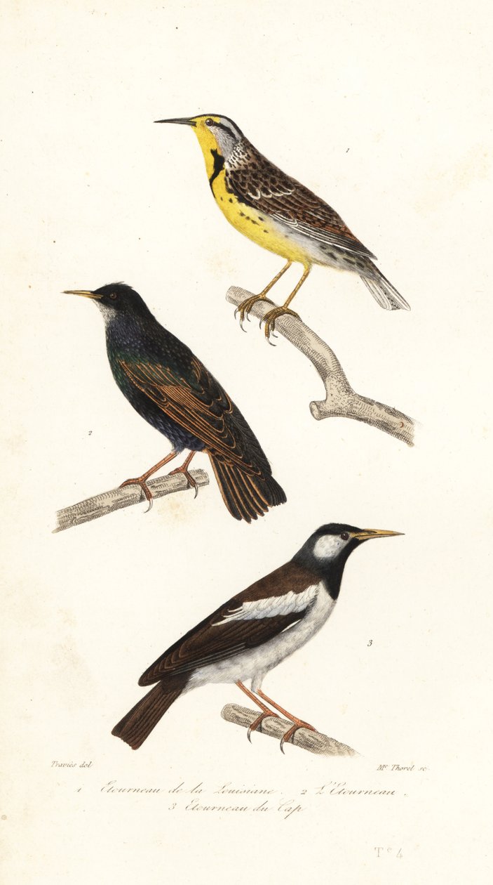 Östliche Wiesenlerche, Star und Pied-Myna von Edouard (after) Travies