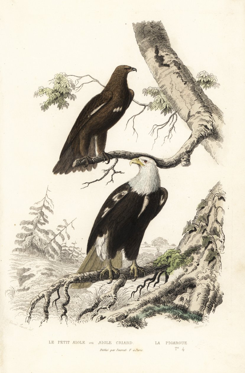 Großer Fleckadler und Weißkopfseeadler von Edouard (after) Travies