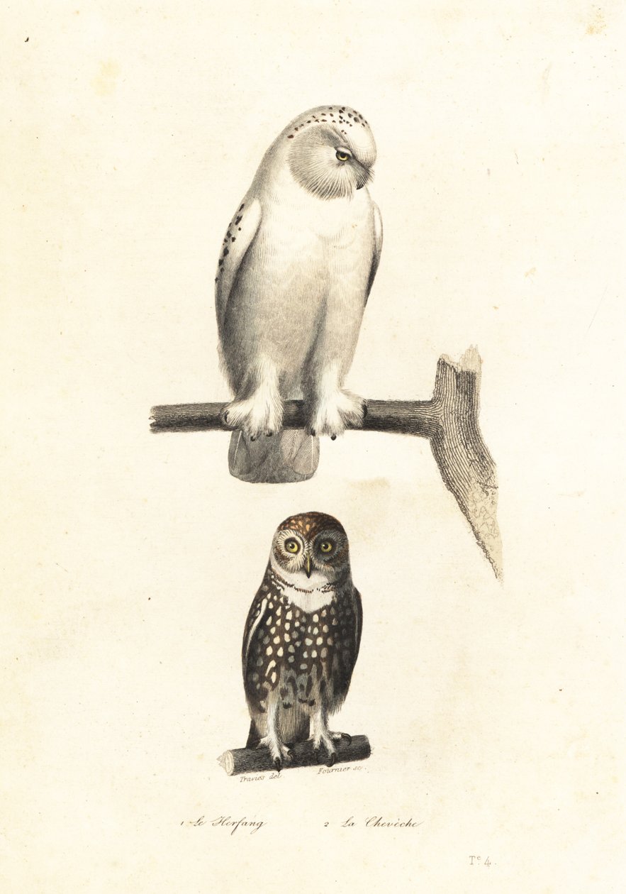 Schneeeule und Sperbereule von Edouard (after) Travies