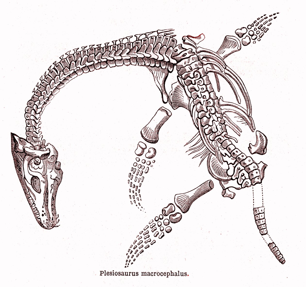 Plesiosaurus macrocephalus von Edouard Riou