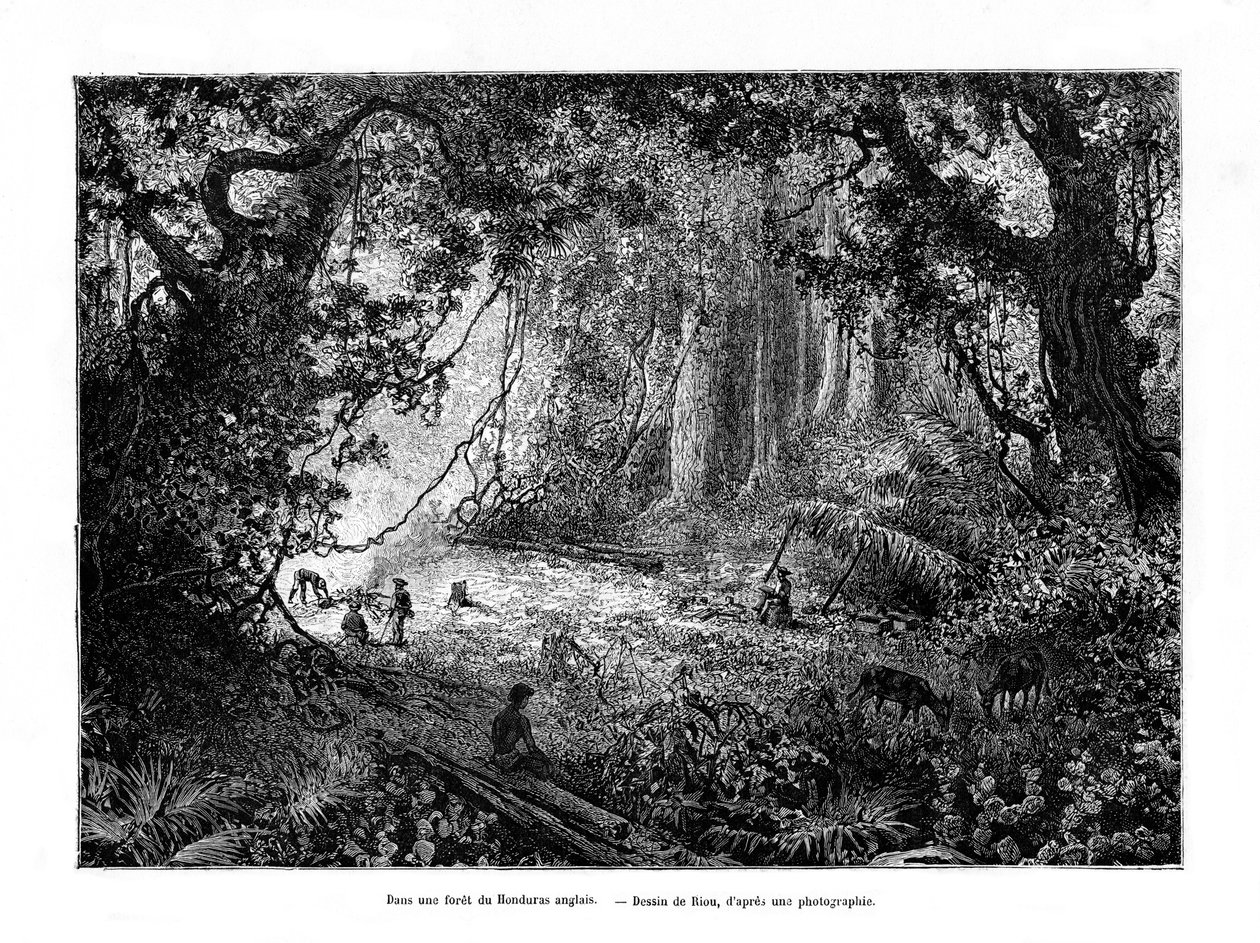 Regenwald in Britisch-Honduras, 19. Jahrhundert von Edouard Riou