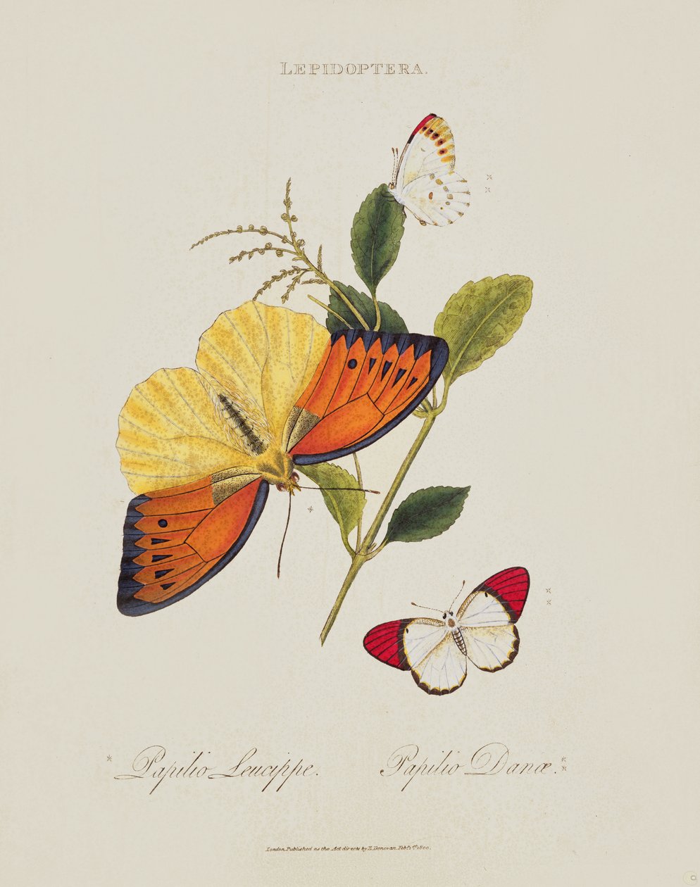 Schmetterlinge: Papilio Leucippe; Papilio Danae, veröffentlicht vom Künstler, 1800 von Edward Donovan
