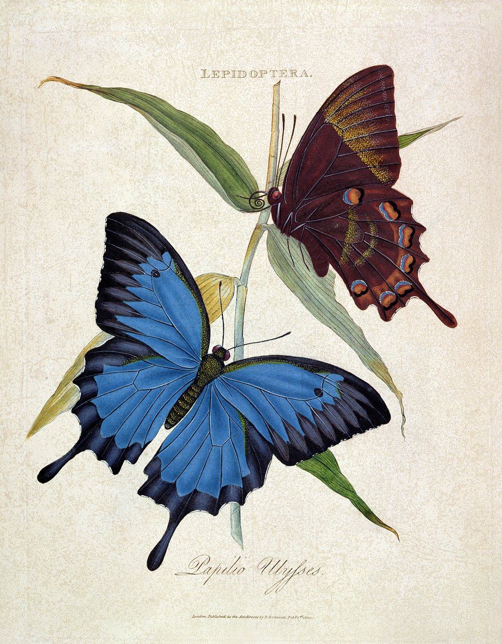 Schmetterling: Papilo Ulysses, veröffentlicht vom Künstler, 1800 von Edward Donovan
