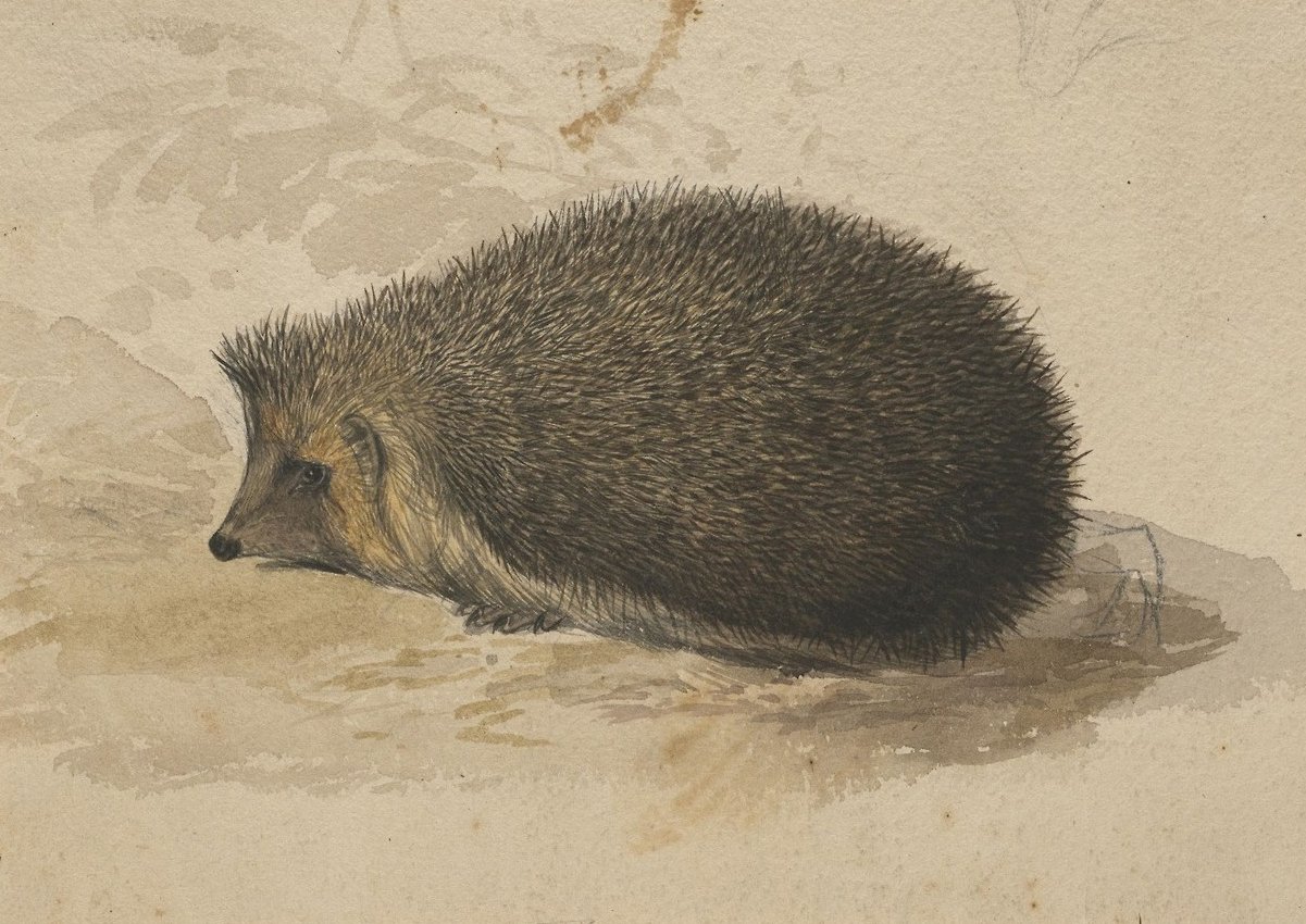 Ein Igel von Edward Lear