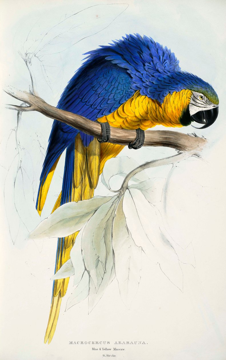 Blaulatzara von Edward Lear