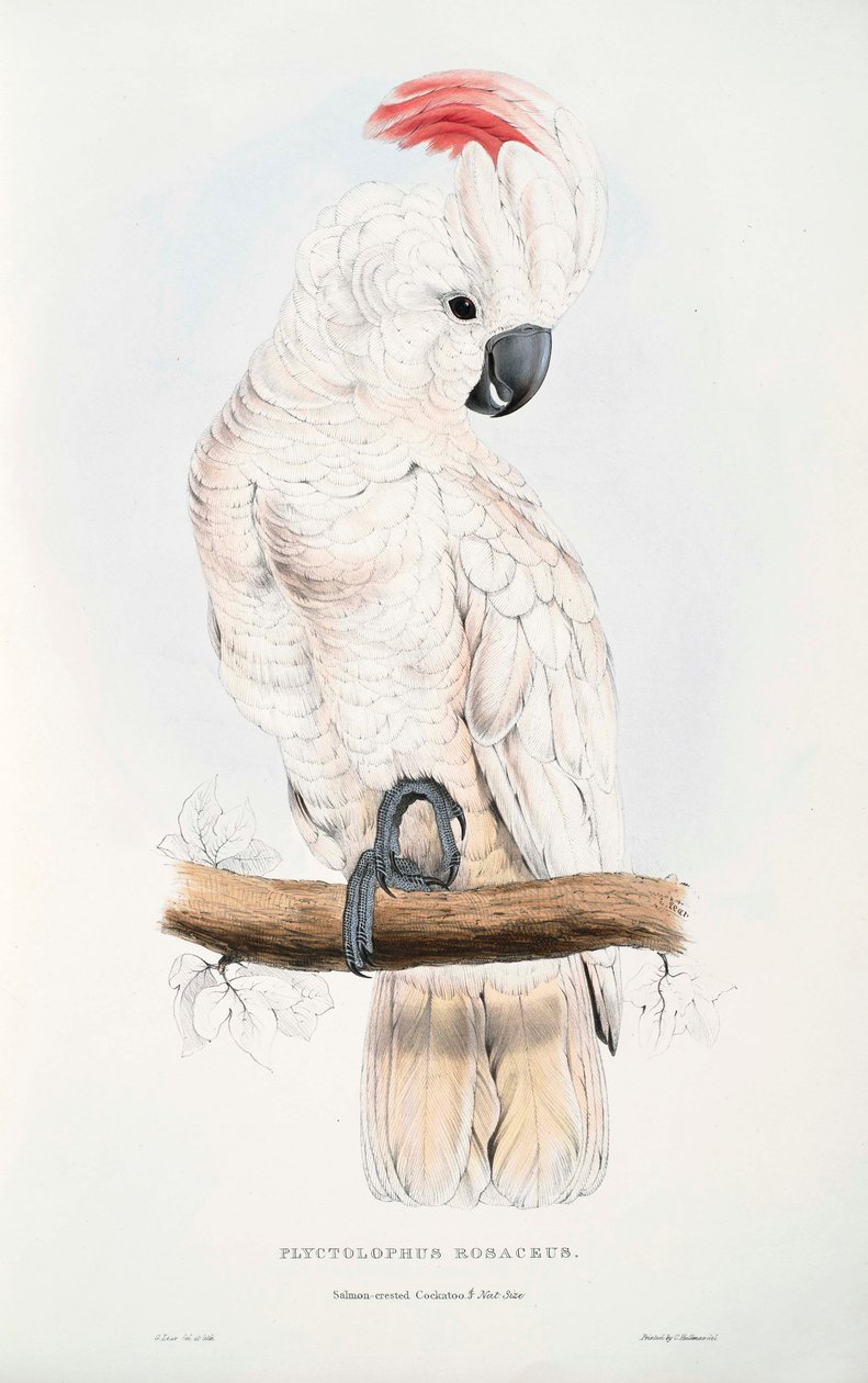 Molukkenkakadu von Edward Lear