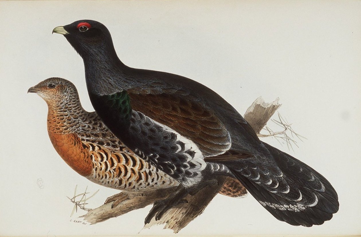 Auerhahn von Edward Lear