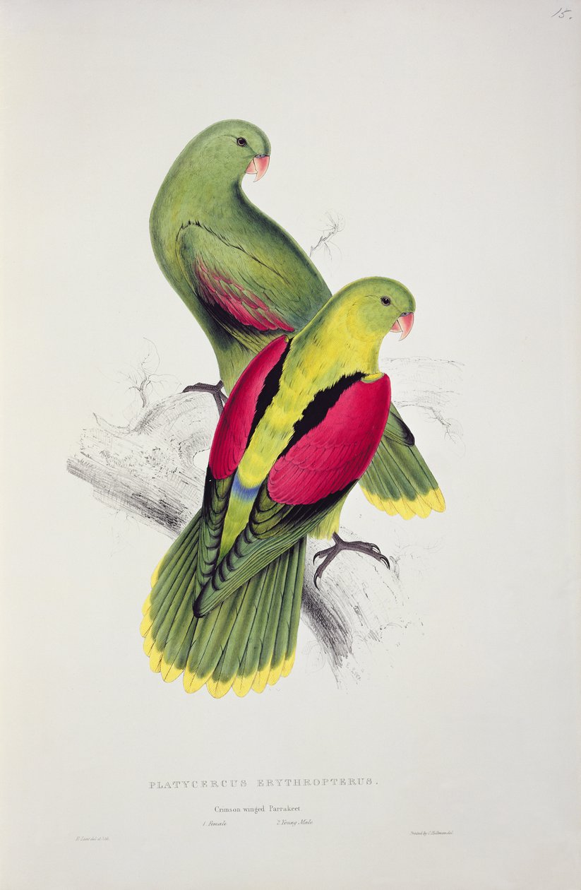 Purpurflügeliger Sittich von Edward Lear