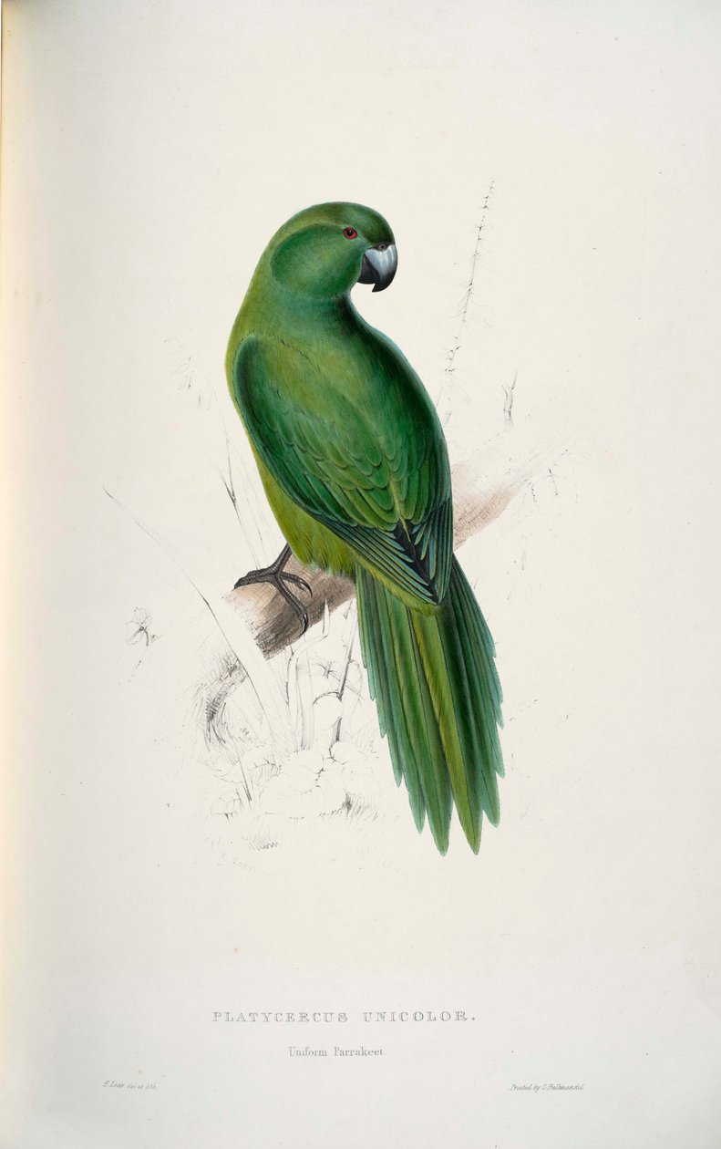 Cyanoramphus unicolor von Edward Lear