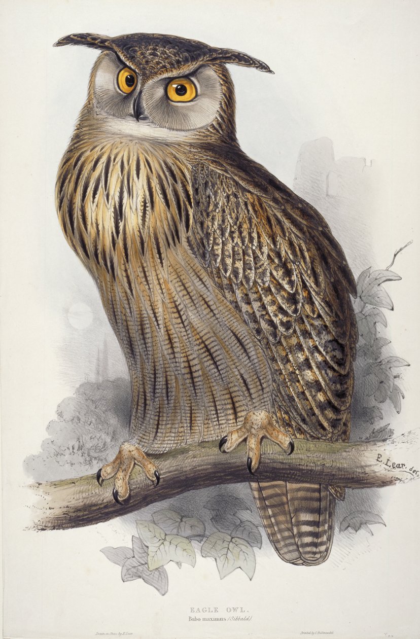 Uhu. Bubo maximus, 1832-1837 von Edward Lear