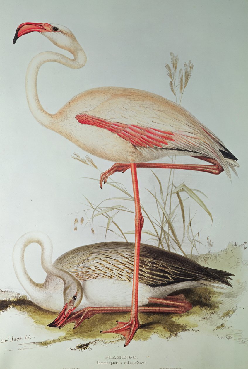 Flamingo von Edward Lear