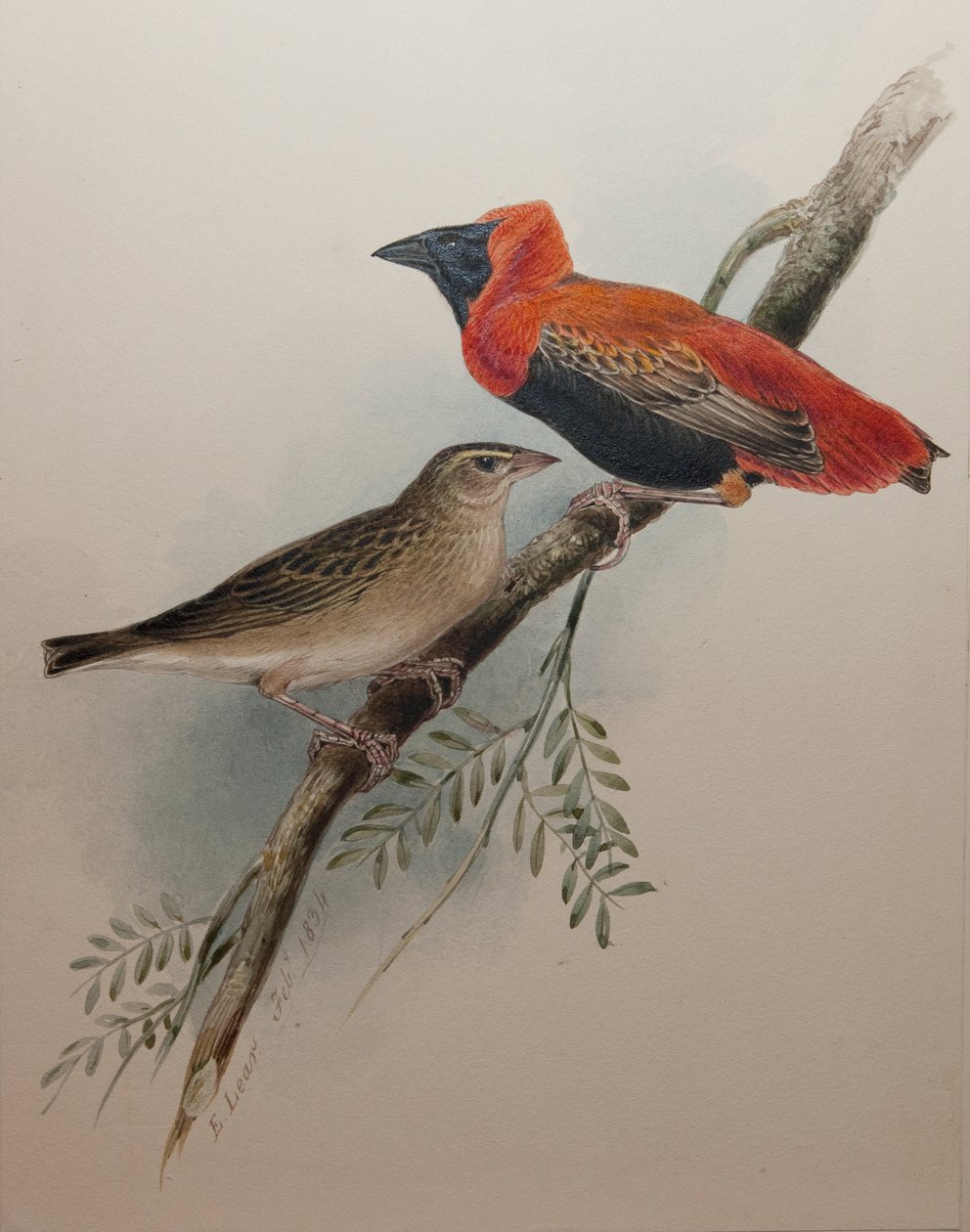 Nördlicher Roter Bischof, 1834 von Edward Lear