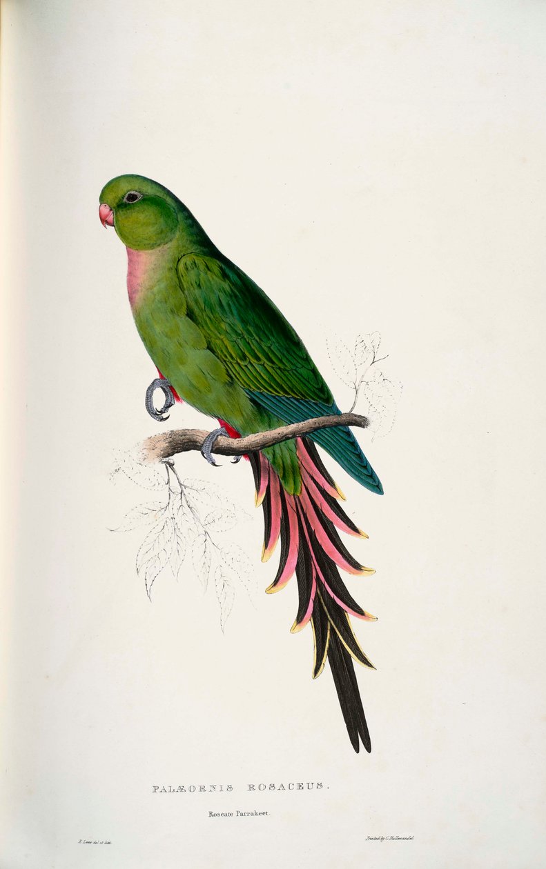Polytelis alexandrae von Edward Lear