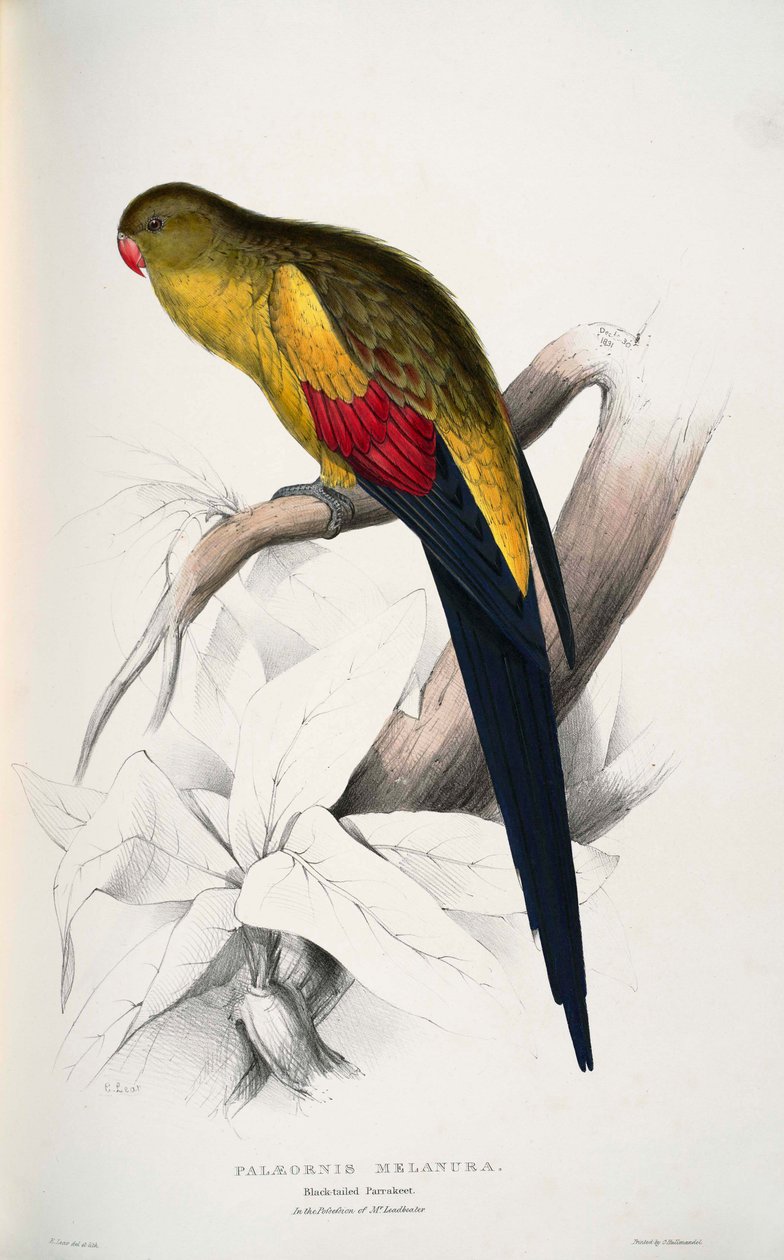 Polytelis anthopeplus von Edward Lear
