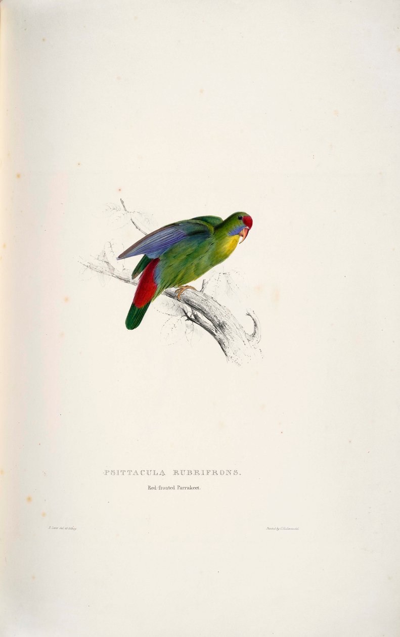 Psittacula rubrifrons von Edward Lear