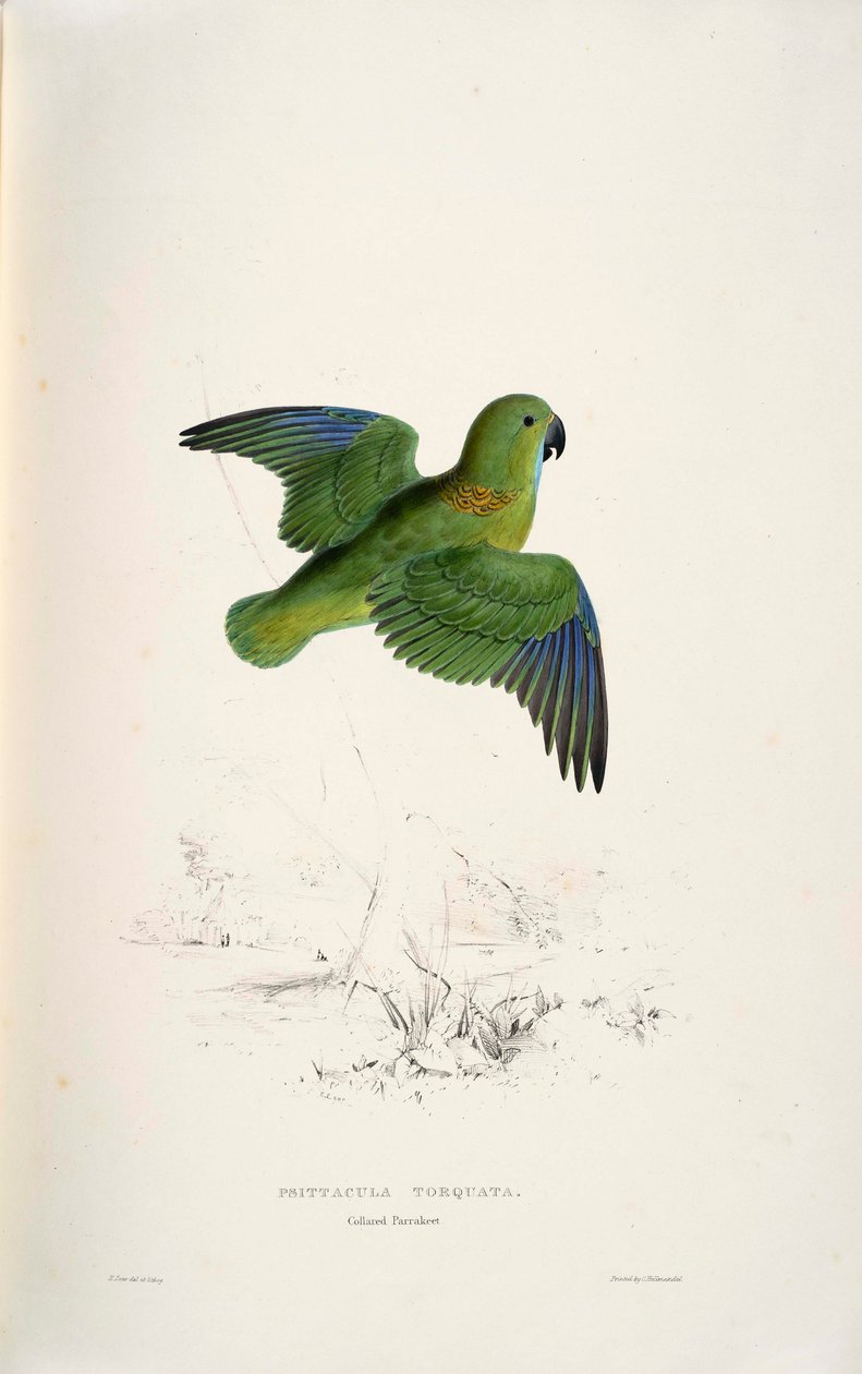 Psittacula torquata von Edward Lear