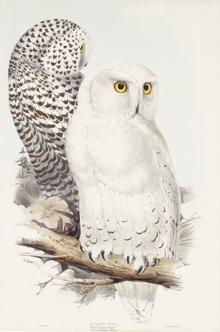 Schneeeule. Strix Nyctea; (Linn); Surnia Nyctea, 1832-1837 von Edward Lear