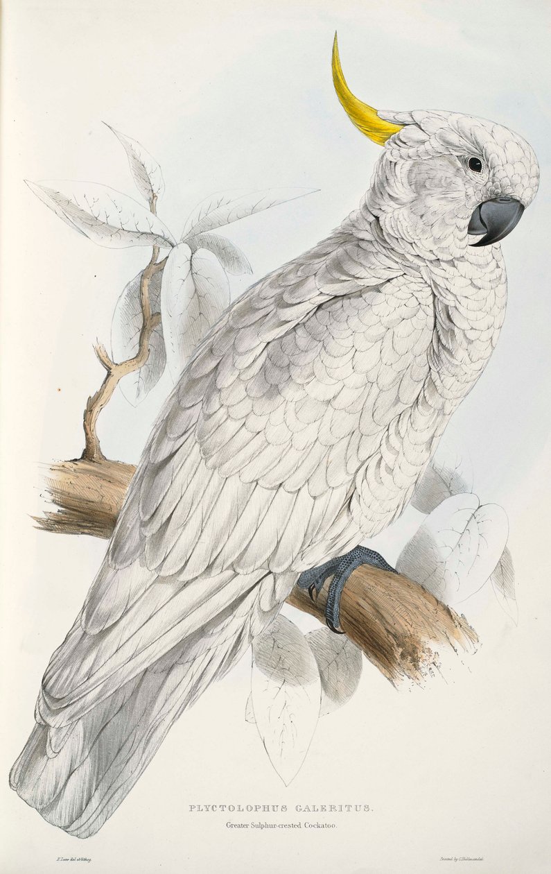 Gelbhaubenkakadu von Edward Lear