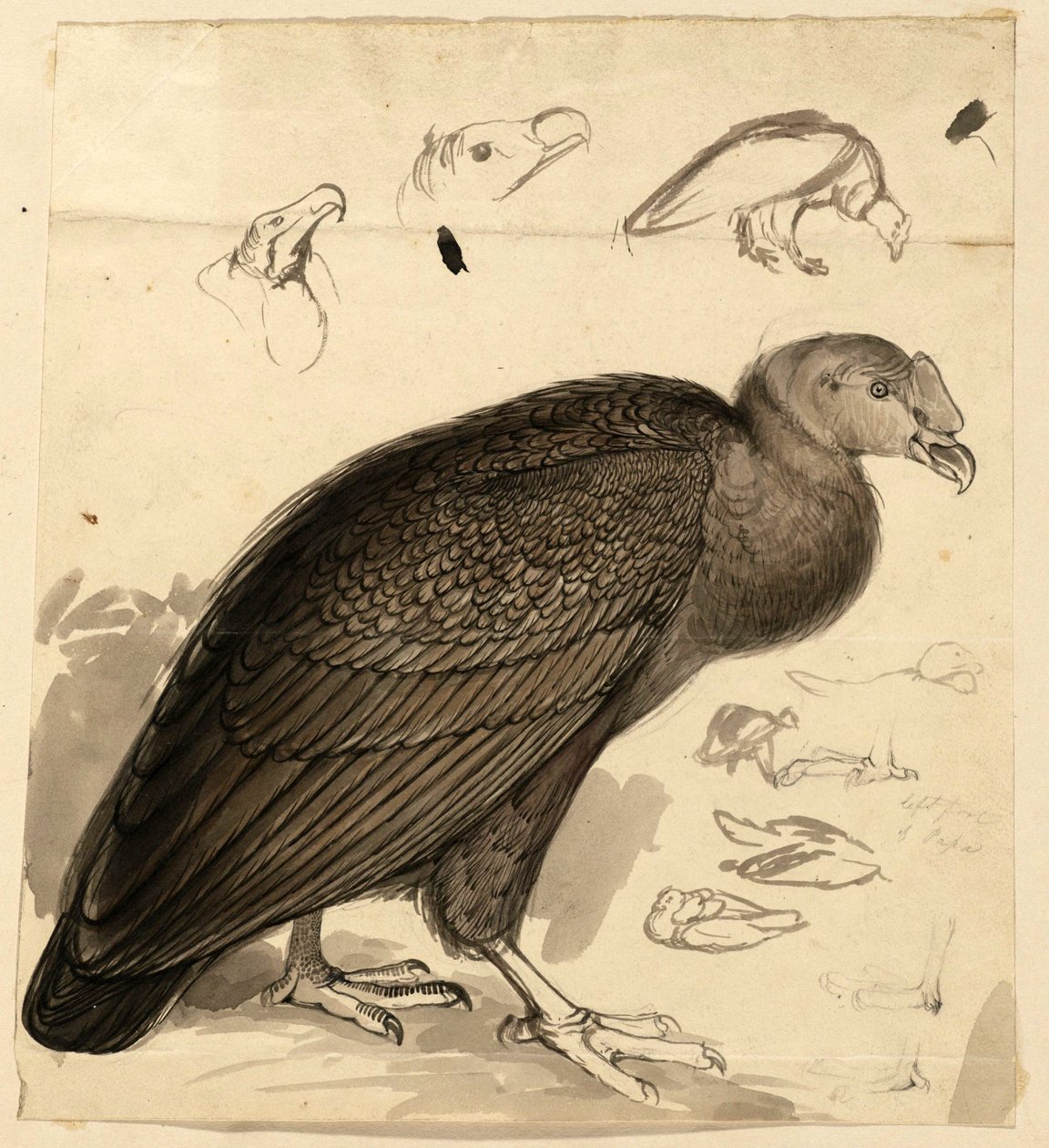 Kondor von Edward Lear