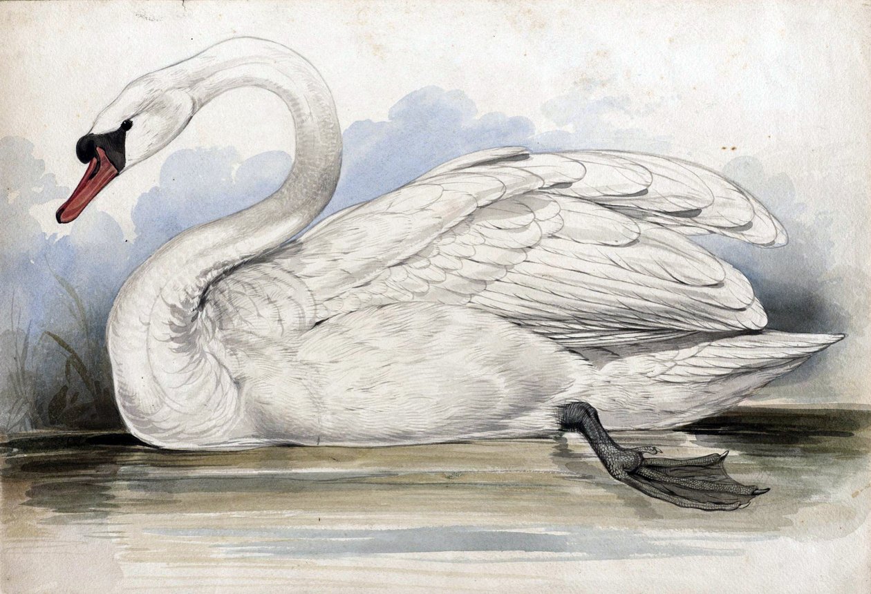 Schwan von Edward Lear