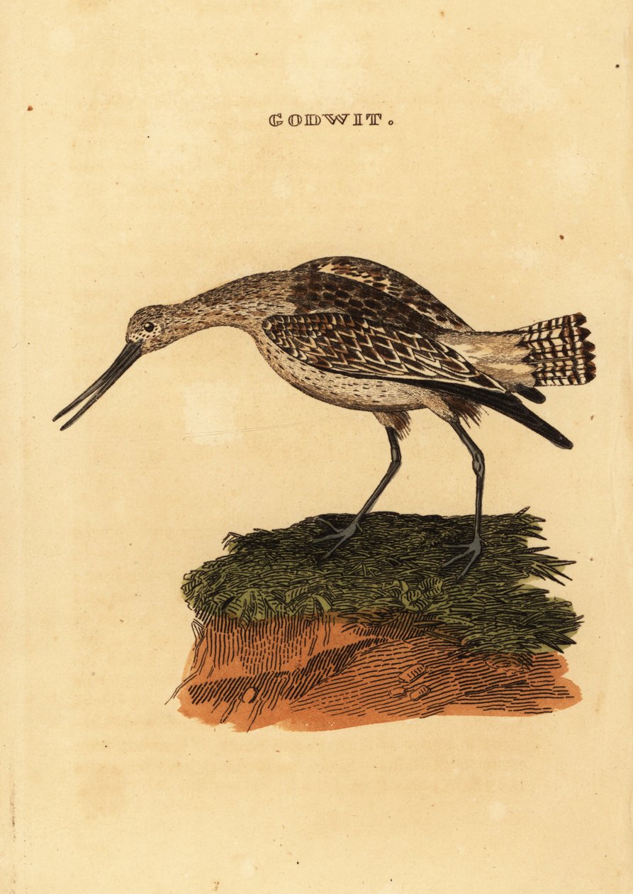 Pfuhlschnepfe, Limosa lapponica von Edward Donovan