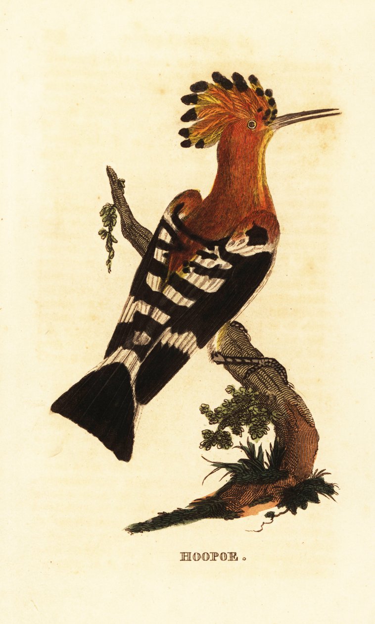 Wiedehopf, Upupa epops von Edward Donovan