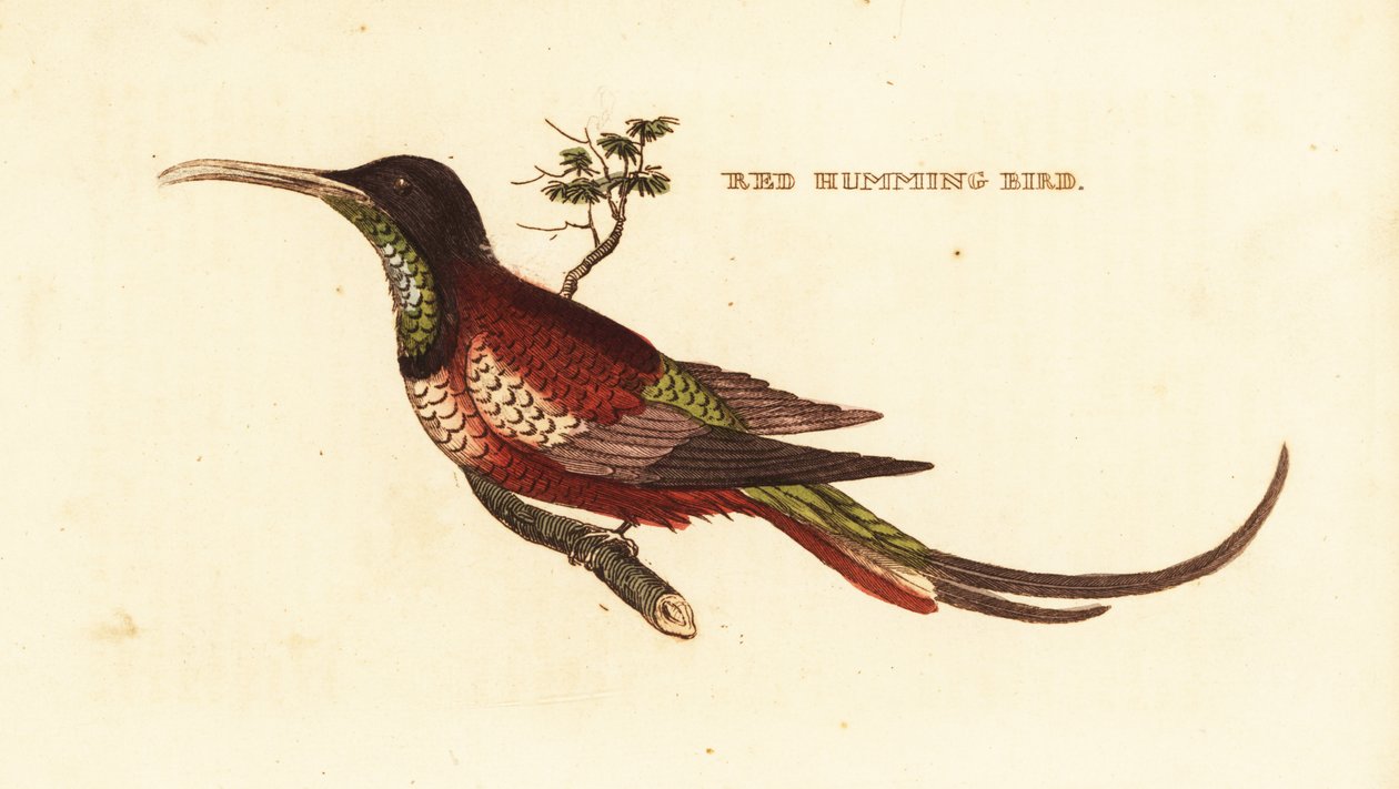 Purpur-Topas, Topaza pella von Edward Donovan