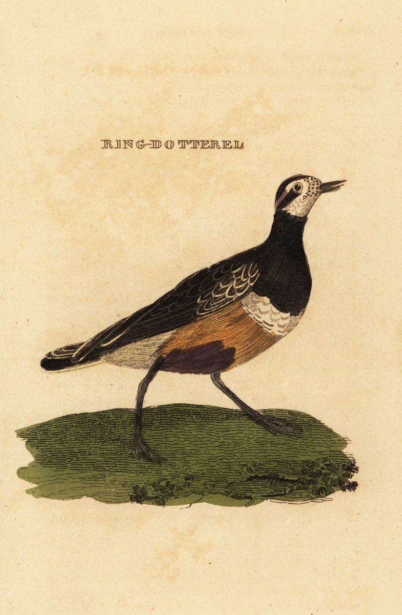 Mornellregenpfeifer, Charadrius morinellus von Edward Donovan