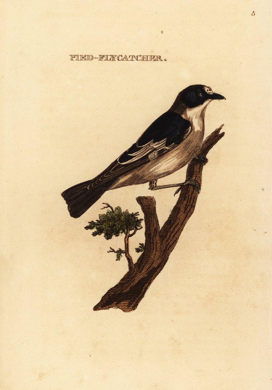 Trauerschnäpper, Ficedula hypoleuca von Edward Donovan