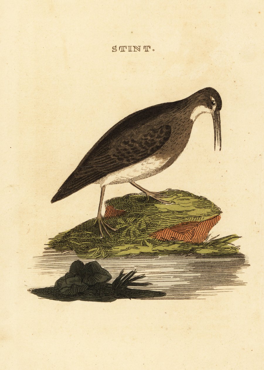 Zwergstrandläufer, Calidris minutilla von Edward Donovan