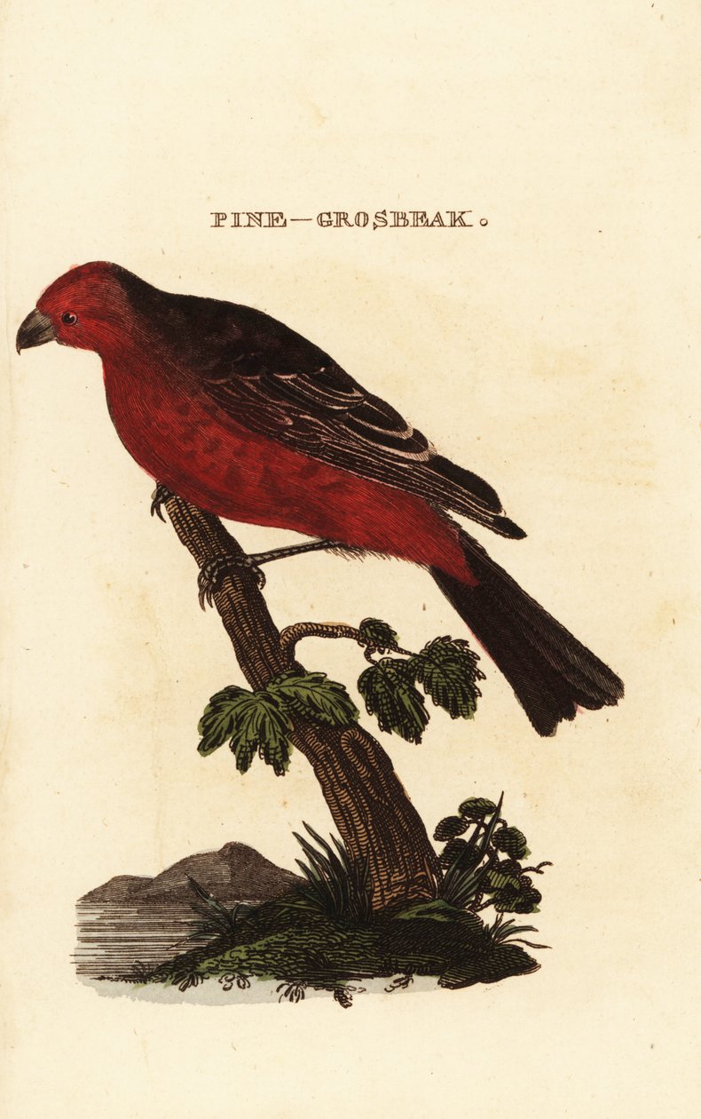 Hakengimpel, Pinicola enucleator von Edward Donovan