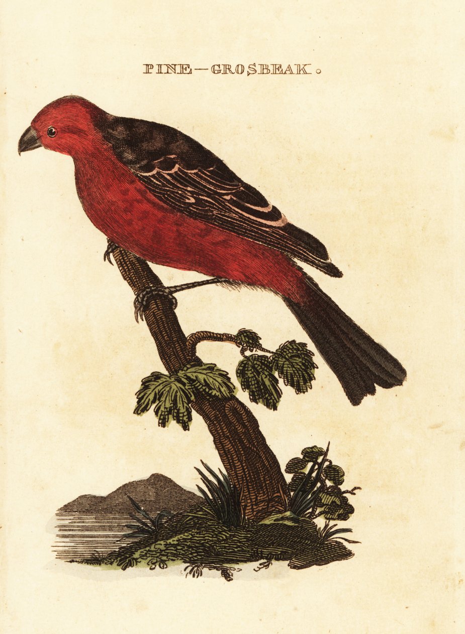 Hakengimpel, Pinicola enucleator von Edward Donovan