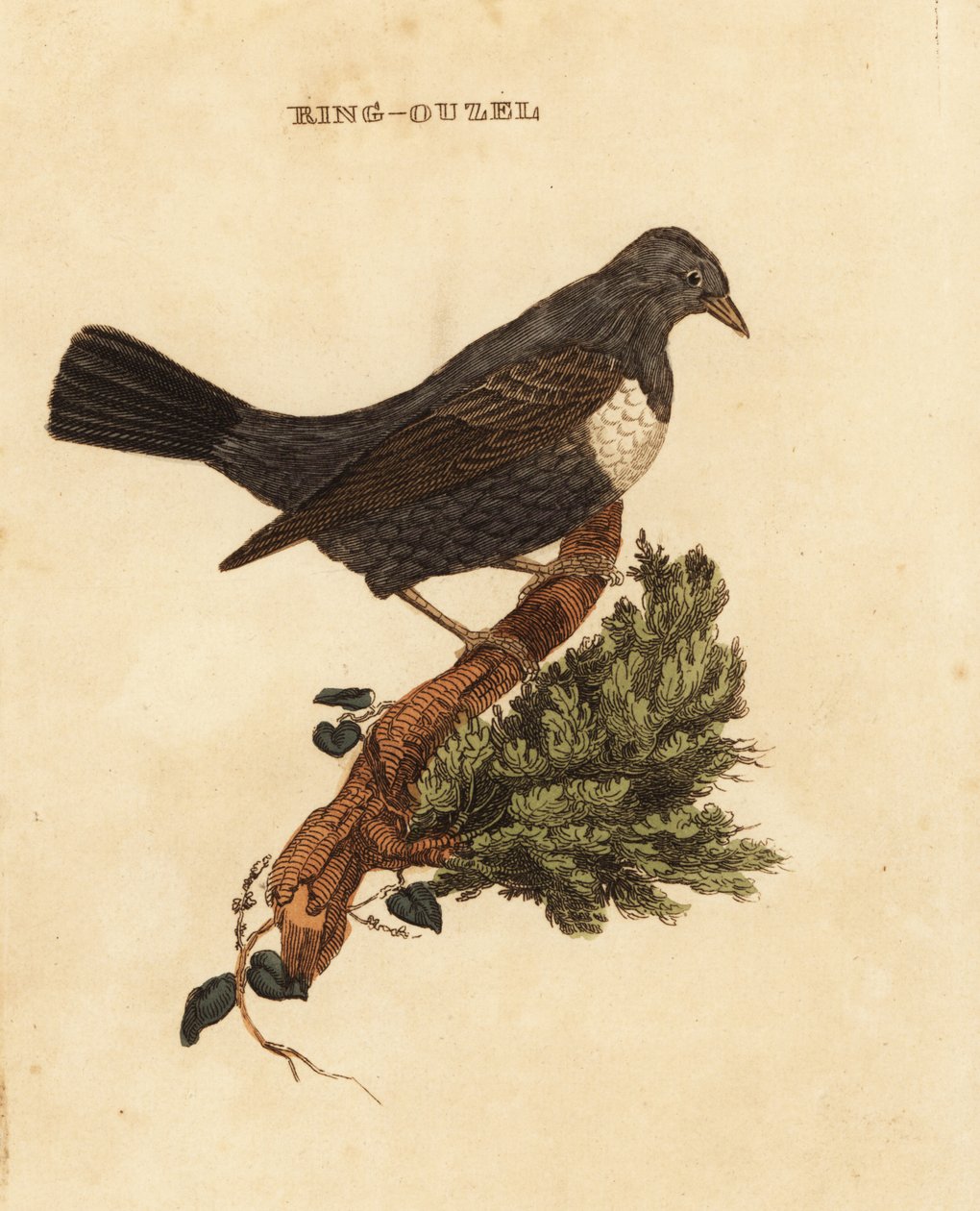 Ringdrossel, Turdus torquatus von Edward Donovan