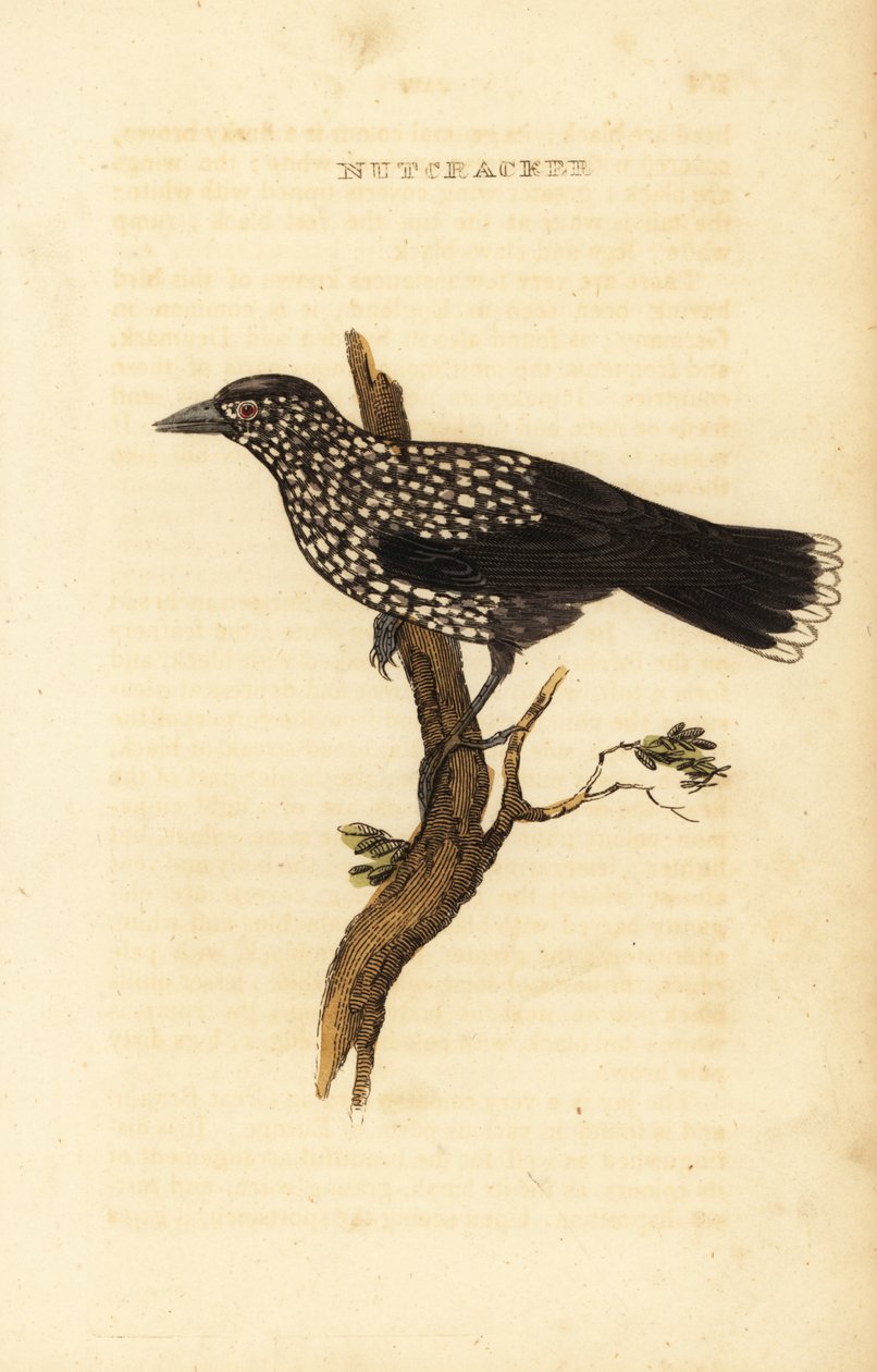 Tannenhäher, Nucifraga caryocatactes von Edward Donovan
