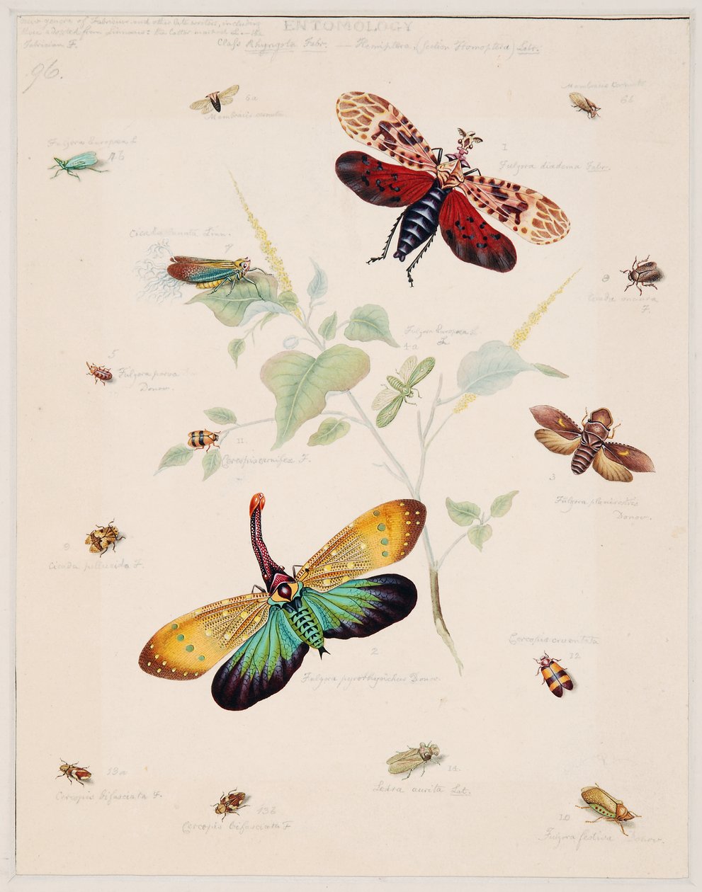 Studien über wirbellose Tiere, Band II von Edward Donovan