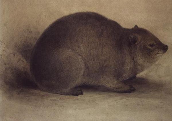 Ein Klippschliefer von Edward Lear
